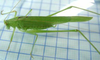 male, lateral view. Depicts Phaneroptera (Phaneroptera) falcata (Poda, 1761), an Otu.