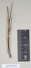 CollectionObject 1557945; 82488c0f-5e00-477b-9c3f-05536d232a06: copyright Natural History Museum, London. male (paratype). (CollectionObject).;CollectionObject 1557946; c99e70f7-516a-4c8c-9245-478afe0d9f52: copyright Natural History Museum, London. male (paratype). (CollectionObject).