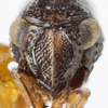 Head: !! display not done !! on Bruchomorpha duocantha Caldwell, 1945: (Observation).