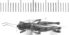 CollectionObject 1524005; 6c9291b1-708e-4a9f-8c24-c430d5b5ce91, ANSPtype no. 5,219: male, dorsal view (holotype). (CollectionObject).