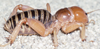 CollectionObject 2774446; CAS Entomology type 20184, 590a3c7f-2af1-4e53-a474-8945452d11e3: (CollectionObject).