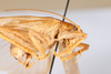 CollectionObject 1532900; 79ee8bd7-2f4d-44c2-9a3b-9c28308aadb7: male, lateral view (holotype). (CollectionObject).