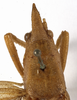 CollectionObject 1530645; 482fa01e-ba8d-4dc2-8a51-66399b3ab053: male head and pronotum, dorsal view (holotype). (CollectionObject).