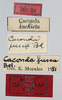 CollectionObject 1535526; 0c2dc6bc-3d9b-472b-91b2-77e8d0401f99: labels (holotype). (CollectionObject).