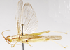 Ochrilidia tibialis (Fieber, 1853): dorsal view. (Otu).