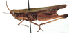 Coryphosima stenoptera vicina (Dirsh, 1956): female, lateral view (Coryphosima vicina). (Otu).