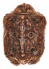CollectionObject 1591581; ef0a6072-6b5e-4782-91e7-ed9a06ccf840: copyright IMQC Montreal. Egg, ventral view (paratype). (CollectionObject).;CollectionObject 1591582; fa4db674-bfae-4941-b1c8-74c2509efb01: copyright IMQC Montreal. Egg, ventral view (paratype). (CollectionObject).;CollectionObject 1591583; d22abb32-c984-4e04-a71b-0ad51a6310a5: copyright IMQC Montreal. Egg, ventral view (paratype). (CollectionObject).