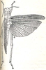 Eupropacris vana (Karsch, 1896): Fig. 35. female, dorsal view (body length 40 mm, tegmina 38 mm). (Otu).