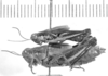 Dichroplus schulzi Bruner, 1906: male & female (syntypes?). (Otu).