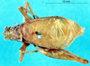 CollectionObject 1537543; 8631c1a6-cf80-4aff-964e-73a184ed458d: male, dorsal view (holotype). (CollectionObject).