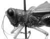 CollectionObject 1521519; 0e72f18d-1001-41df-b792-f689860906fc: Image Carbonell, C.S. male head and pronotum, lateral view (holotype). (CollectionObject).
