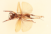 CollectionObject 1516680; 5599580a-f534-475d-a0ff-f3637e763809, NHMUK015982141: male, dorsal view (holotype). (CollectionObject).