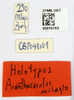 CollectionObject 1503563; ZFMK ZFMK-ORT-00010769, 89551536-ee8e-46a8-88b7-a5732125a515: labels (holotype). (CollectionObject).