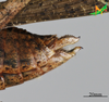 CollectionObject 2275787; 61386727-09ba-49d1-9ac0-df369981fcf5, Unioeste Cascavel K-1300: Female, terminalia in lateral view. (CollectionObject).