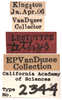 Other: !! display not done !! on Ileopeltus tethys (Van Duzee, 1907): (Observation).