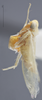 Habitus, lateral view: !! display not done !! on Matsumurasca (Solanasca) solana (DeLong, 1931): Lateral. (Observation).