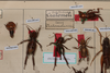 CollectionObject 1505597; 115debb9-a969-4567-8ba3-29bb6b007351: Female, on drawer (syntypes). (CollectionObject).