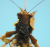 CollectionObject 1542954; DEES MZLQ-I0027'', 8319433e-ad07-477e-8638-cd84460fbc04: male, face frontal view (paratype). (CollectionObject).