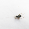 CollectionObject 1584021; 06d88572-1e7e-4791-8fbc-b01a22c06af6: male, dorsal view. (CollectionObject).