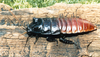 Gromphadorhina grandidieri Kirby, 1904: Copyright G. W. Beccaloni. Wild-collected adult male imported into the UK in 1989 from the Toliara region of Madagascar. (Otu).
