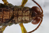 FieldOccurrence 330; c94a24e9-889d-45cb-a1cf-ea86f96a60f6; Nguru, 2017/06/??: male, kopf and pronotum. (FieldOccurrence).