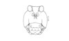 Bufonacris terrestris Walker, 1871: Fig. 40. male head, frontal view. (Otu).