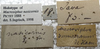 CollectionObject 1505631; 20add634-596b-42f6-9d6f-40b4ff70e2ad: labels (holotype). (CollectionObject).