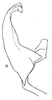 Aedeagus, lateral view: Aedeagus, lateral view. (Observation).