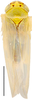 Habitus, dorsal view: Macrosteles quadrilineatus, dorsally (INHS). (Observation).