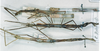 CollectionObject 1557653; c1c52dc7-6a0b-4c0d-bf12-c4018ffea044: copyright MNHN, Panel coll., Paris. female (syntypes). (CollectionObject).
