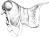 Spaniacris deserticola (Bruner, 1906): Fig. 365. female, head and pronotum, lateral view. (Otu).