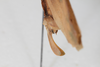 CollectionObject 1505828; 46d00773-5781-491c-9abb-7d9dd14d9757: Female, terminalia, dorsolateral view (syntype). (CollectionObject).