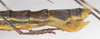 CollectionObject 1563851; b8dccf8f-288b-408c-a8af-1ee8b6c37eed: copyright F. Hennemann. female: end of abdomen, lateral view (paratype). (CollectionObject).;CollectionObject 1563852; 4f4c9b23-dada-4fb7-ac6a-313bde904397: copyright F. Hennemann. female: end of abdomen, lateral view (paratype). (CollectionObject).;CollectionObject 1563853; ed11f2f7-d903-49fa-8158-c3ca47c96543: copyright F. Hennemann. female: end of abdomen, lateral view (paratype). (CollectionObject).