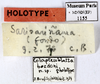CollectionObject 1587216; MNHN(SF IMPORT DUPLICATE) MNHN-EP-EP1155, 76f54717-4e8a-4c90-9c9b-ae5c6e91362c: CC BY-NC-ND 4.0/MNHN - Depraetere Marion - 2014. Holotype, female, of bordoni Bonfils, 1987. Specimen number: MNHN-EP-EP1155. http://coldb.mnhn.fr/catalognumber/mnhn/ep/ep1155. (CollectionObject).