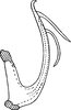 Aedeagus, lateral view on Empoascanara (Empoascanara) hongkongica Dworakowska, 1971: Aedeagus, lateral view. (Observation).