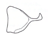 Pygofer, lateral view on Chinaia rubra Bortolli Chiamolera & Cavichioli, 2002: Male holotype [INPA]: pygofer, lateral view. (Observation).