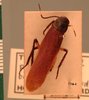 Eroblatta borneensis (Shelford, 1908): Copyright UMO, Oxford. Type, dorsal view. (Otu).