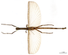 CollectionObject 1558257; 47e572b2-bf95-48f0-8550-063f4b2b18b2: copyright MNHN, Paris. male of Damasippoides erythropterus (syntype). (CollectionObject).