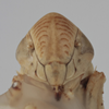 Head on Athysanella (Athysanella) strobila Blocker, 1988: Head. (Observation).