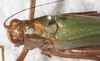 CollectionObject 1566600; NMW 14175, 91a614e2-7fc2-41de-8124-a8d630d614f8: female, dorsal view (paralectotype). (CollectionObject).