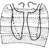 Abdomen, sternal apodemes, ventral view: Abdomen, sternal apodemes, ventral view. (Observation).