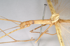 CollectionObject 1560022; NHMUK(SF IMPORT DUPLICATE) 8447890, 24e86c4f-870d-4516-96dc-84b2c0aa334e: copyright Natural History Museum, London. female: head and thorax, lateral view of Necroscia haanii (lectotype). (CollectionObject).