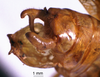 CollectionObject 1503248; 75e53c44-9a74-446f-a7ad-3179280ebb05: male cerci. (CollectionObject).