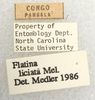 Other: !! display not done !! on Flatina liciata Melichar, 1902: (Observation).