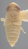 Habitus, dorsal view on Athysanella (Athysanella) krameri Blocker, 1988: Dorsal. (Observation).