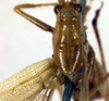 CollectionObject 1500348; ecd96df7-66f9-4762-b239-bff3048446d6: male pronotum and stridulatory area, dorsal view (syntype). (CollectionObject).