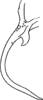 Anal tube processes on Dialecticopteryx (Akotettix) centromaculata (Ramakrishnan & Menon, 1972): Anal tube. (Observation).