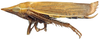 Habitus, lateral view: Hecalus hamiltoni, male, lateral habitus (INHS). (Observation).