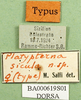 CollectionObject 1501501; 865c340a-ea8a-4459-9cb9-fcd1ce733ac6, MfN BA000619S01: labels (holotype). (CollectionObject).