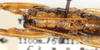 CollectionObject 1499273; 44a4a234-c4a8-4b43-b358-54a2ec224aa6: male pronotum and tegmina (holotype). (CollectionObject).